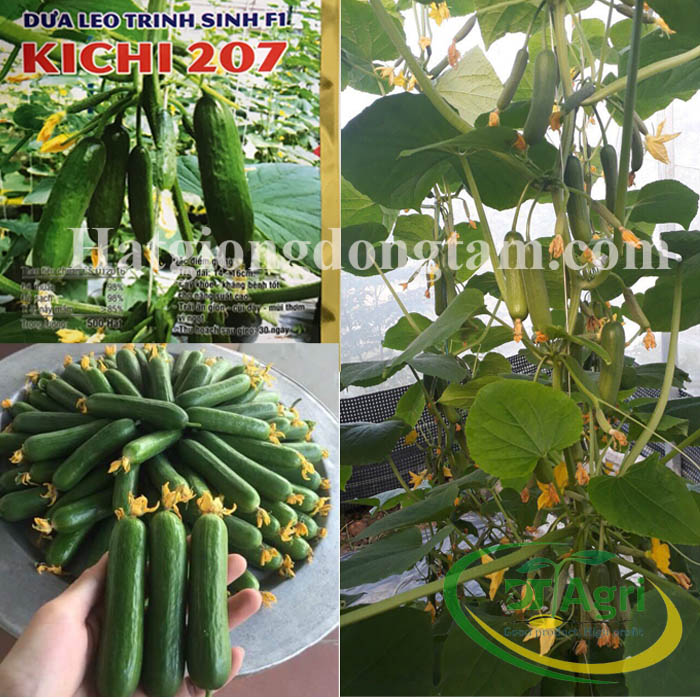 BABY-CUCUMBER-F1-KICHI-207