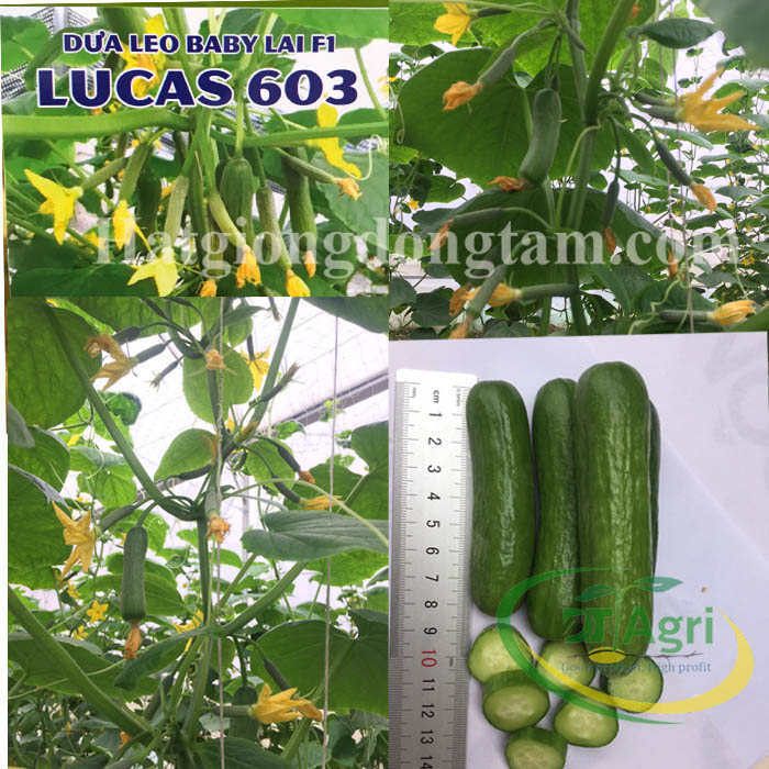 BABY-CUCUMBER-F1---LUCAS-603