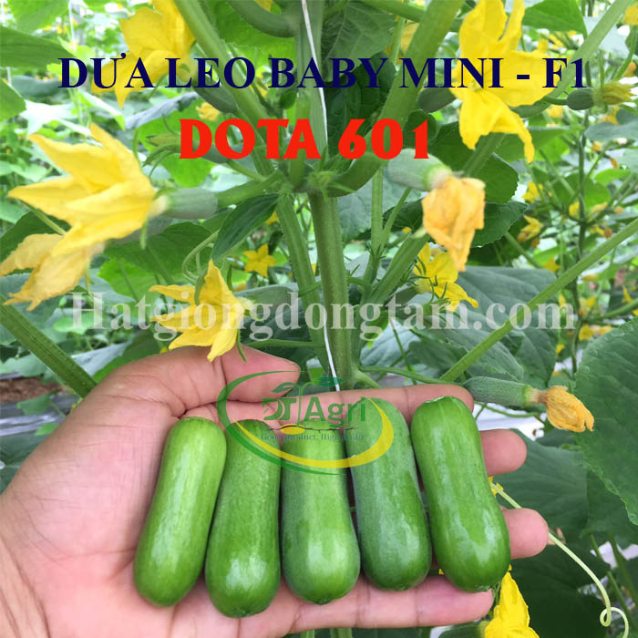 BABY-CUCUMBER-F1--DOTA-601