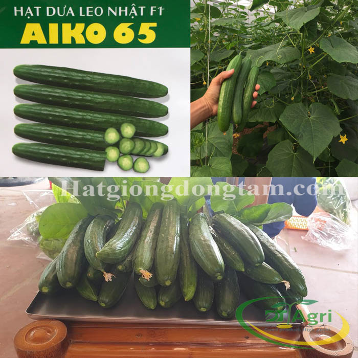 JAPANESE-CUCUMBER-F1---AIKO-65