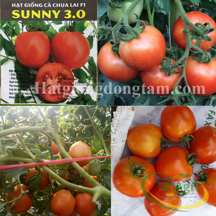 TOMATO-SEED---SUNNY-3-0