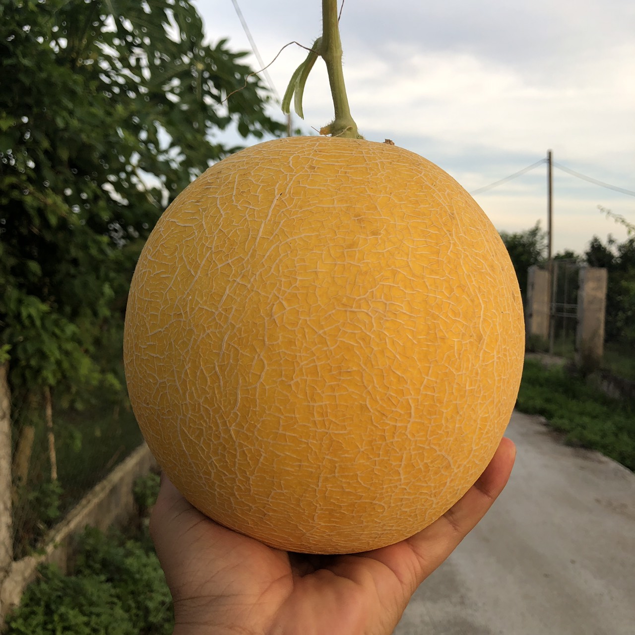 NET-MELON-F1---GOLDEN-BOY-M71