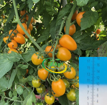 CHERRY-TOMATO-F1--GOLDEN-TT16