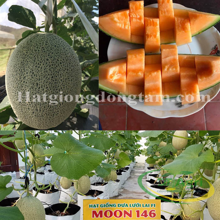 MELON-F1--MOON-146