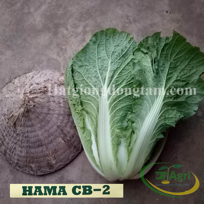 HAT-GIONG-CAI-THAO-NHAT-F1--HAMA-CB-2