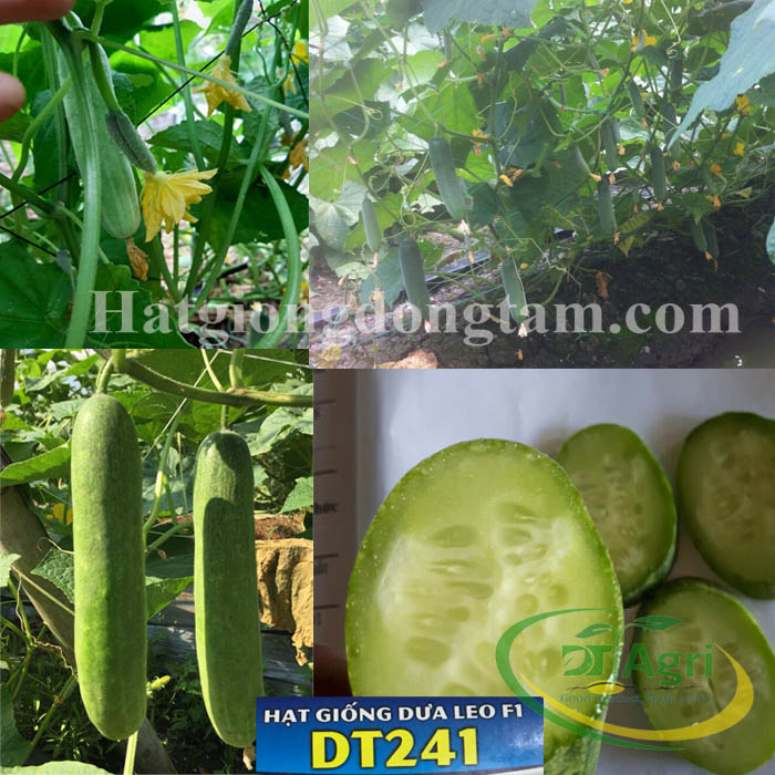 CUCUMBER---DT241