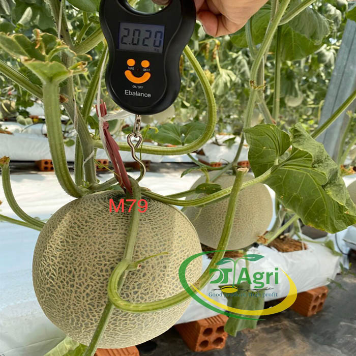 HAT-GIONG-DUA-LUOI-NHAT-RUOT-CAM---CRETE-No-1