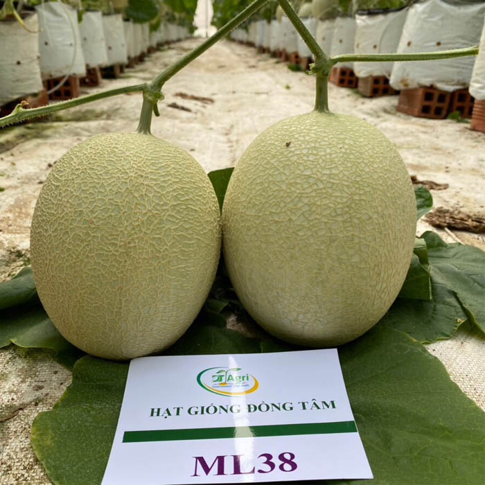 NET-MELON-F1-ML38