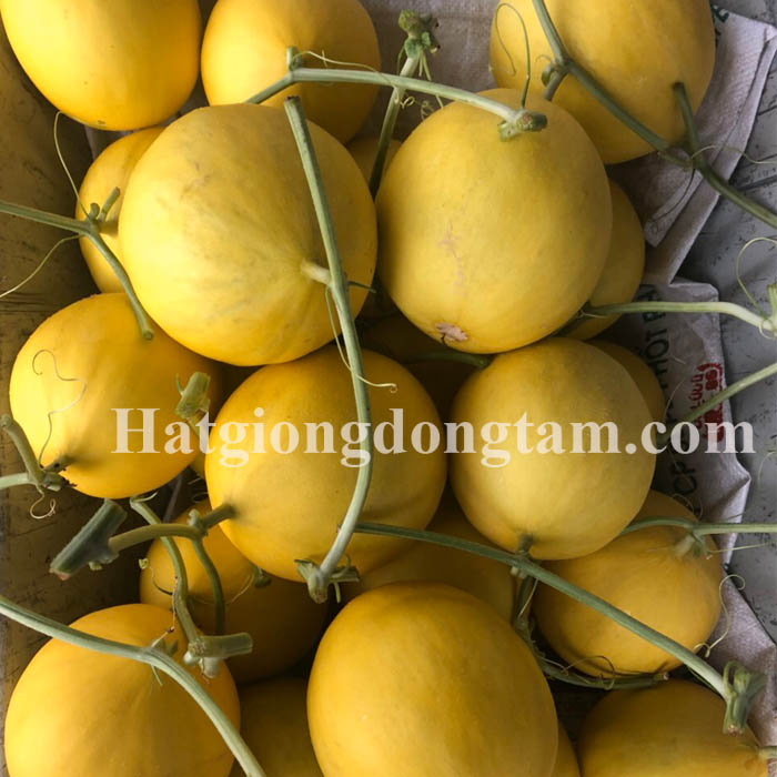 HAT-GIONG-DUA-KIM--DUA-LE-F1---DONG-TAM-39