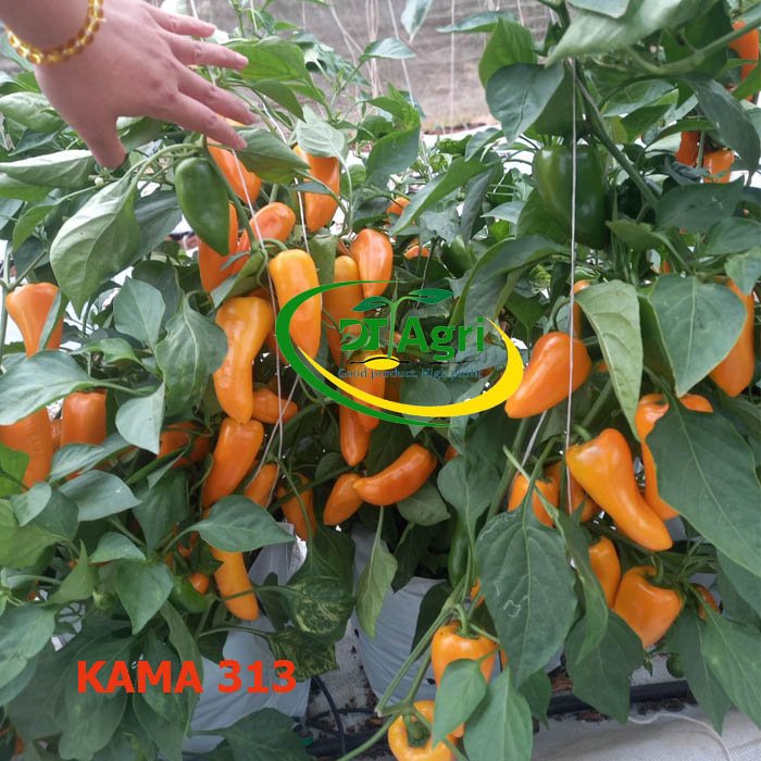 HAT-GIONG-OT-NGOT--OT-SNACK---KAMA-313