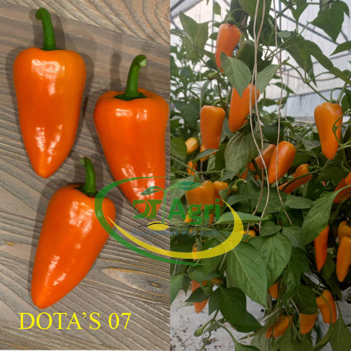 HAT-GIONG-OT-NGOT--OT-SNACK---DOTAS-07-